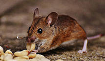 24 Hour & Emergency Exterminators in Carter, MT
